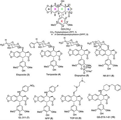 Synthesis and Biological Evaluation of 4β-N-Acetylamino Substituted Podophyllotoxin Derivatives as Novel Anticancer Agents